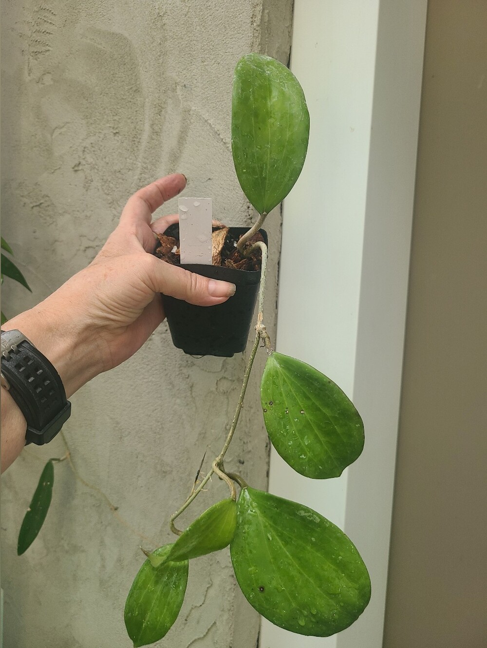 Hoya Merrillii